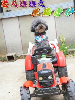 忠犬锤锤之生死守护