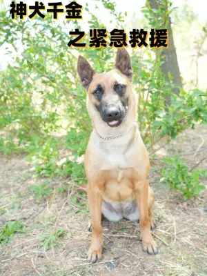 神犬千金之紧急援救