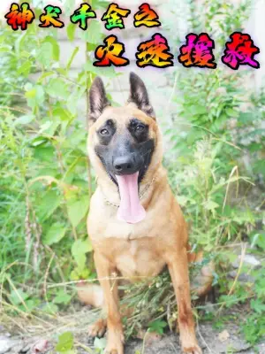 神犬千金之火速援救